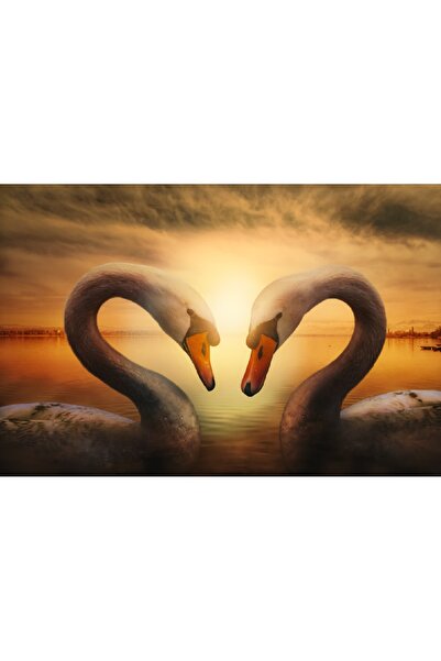 media Tablou canvas Lebada 1, 45 x 30 cm