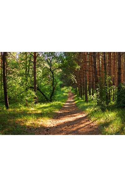 media Tablou canvas Padure38, 105 x 70 cm