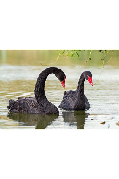 media Tablou canvas Pasari18, 45 x 30 cm