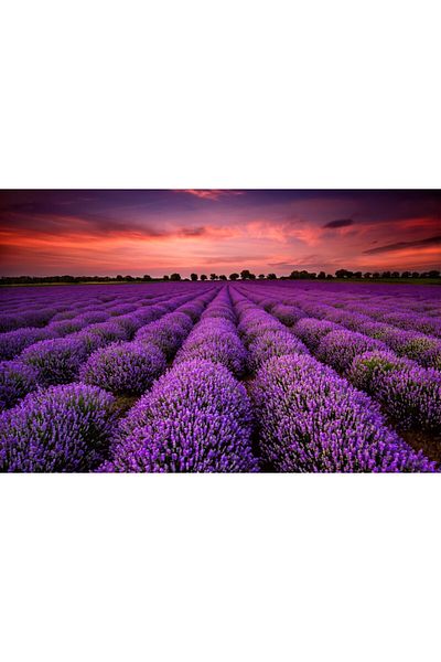 media Fototapet Camp de lavanda in apus de soare, 270 x 200 cm