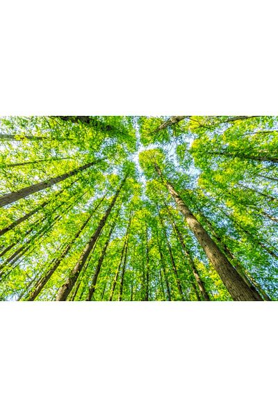 media Canvas painting Forest12, 105 x 70 cm