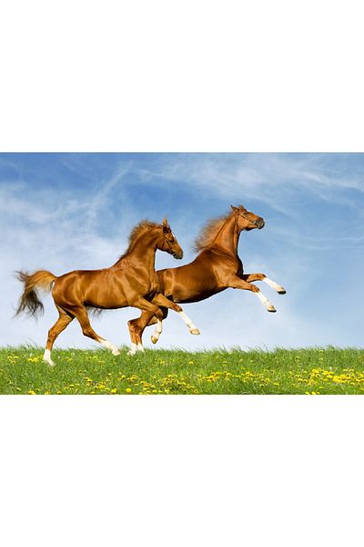 media Canvas painting Horses 2, 105 x 70 cm