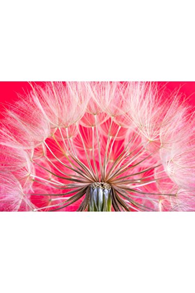 media Tablou canvas Flori105, 60 x 40 cm