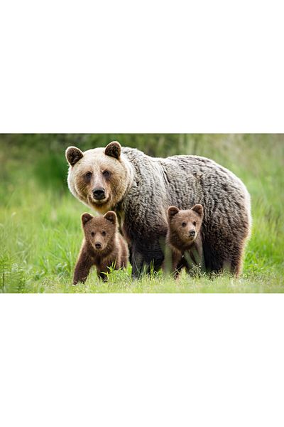 media Fototapet de perete autoadeziv si lavabil Animal55 Ursoaica cu pui, 250 x 150 cm
