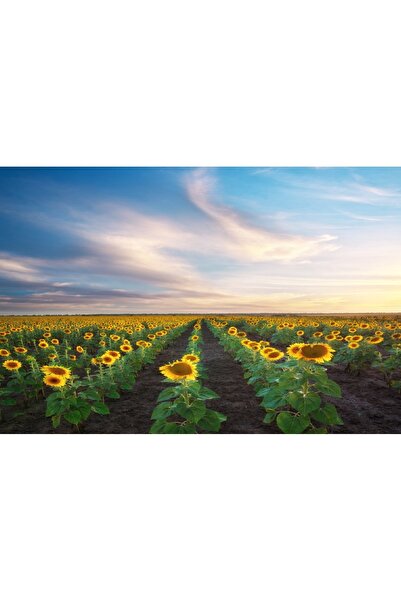 media Tablou canvas Natura66, 75 x 50 cm