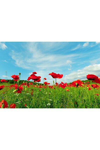 media Tablou canvas Flori118, 60 x 40 cm