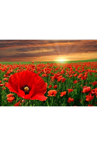 media Tablou canvas Natura 5, 45 x 30 cm