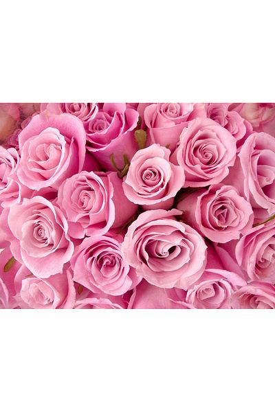 media Canvas painting Pink roses, 75 x 50 cm