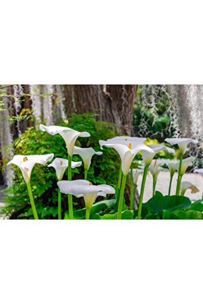 media Tablou canvas Flori47, 60 x 40 cm