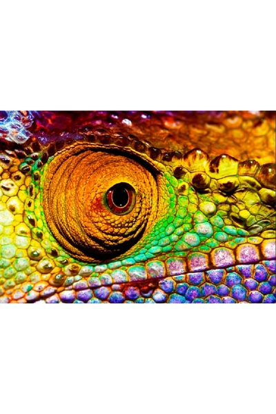 media Tablou canvas Cameleon, 45 x 30 cm