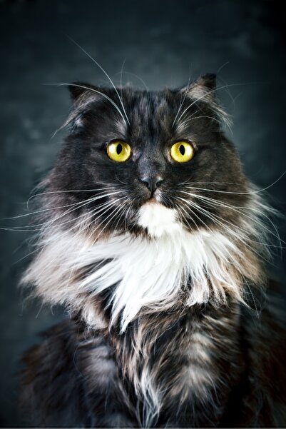 media Tablou canvas Pisici9, 50 x 75 cm