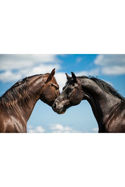 media Tablou canvas Animal62, 105 x 70 cm