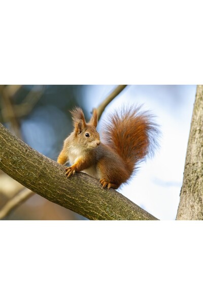 media Tablou canvas Animal42, 60 x 40 cm