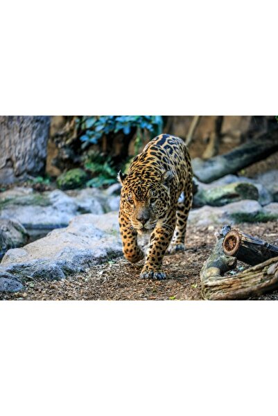 media Tablou canvas Animal46, 105 x 70 cm