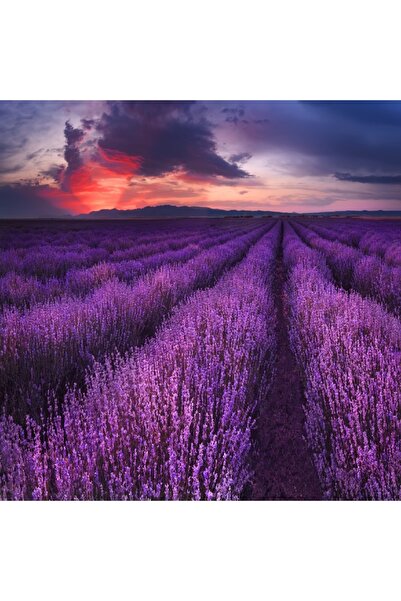 media Tablou canvas Apus de soare, lavanda, vara, 50 x 50 cm