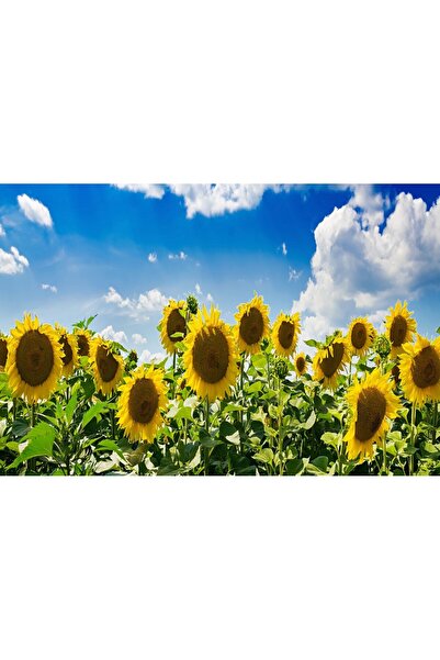 media Tablou canvas Flori134, 60 x 40 cm