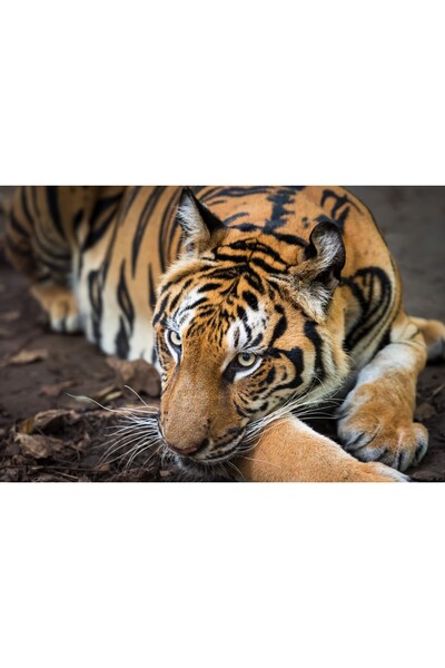 media Tablou canvas Animal61, 75 x 50 cm