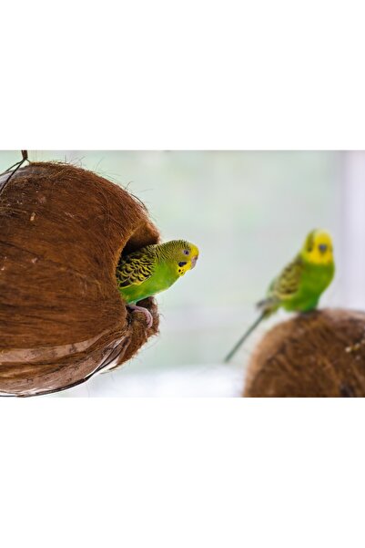 media Tablou canvas Pasari6, 105 x 70 cm