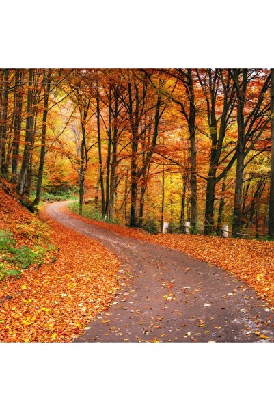 media Tablou canvas Padure26, 45 x 45 cm