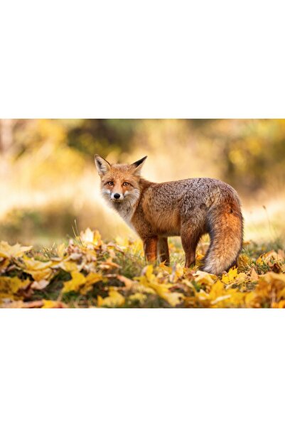 media Tablou canvas Animal56, 45 x 30 cm