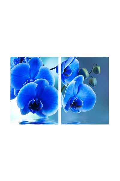 media Multicanvas painting 2 pieces Flowers 16, 100 x 70 cm