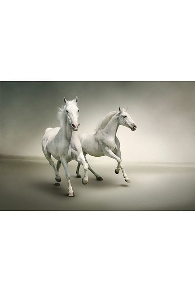 media Canvas painting White horses galloping, 75 x 50 cm