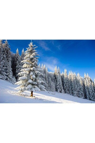 media Tablou canvas Padure22, 75 x 50 cm