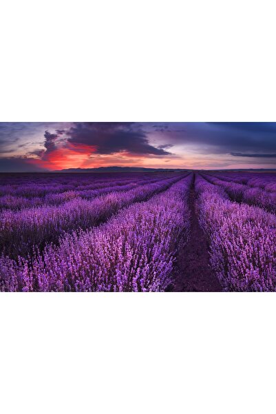 media Tablou canvas Apus de soare, lavanda, vara, 105 x 70 cm