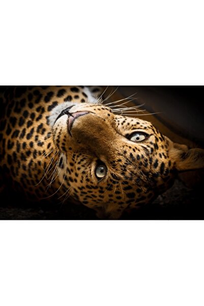 media Tablou canvas Animal4, 75 x 50 cm