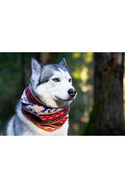 media Tablou canvas Caini19, 75 x 50 cm