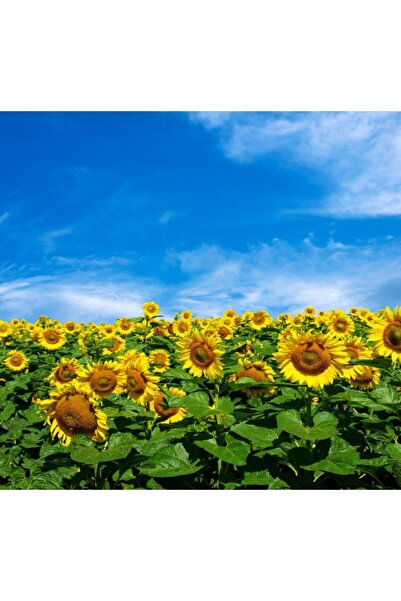 media Tablou canvas Flori117, 45 x 45 cm