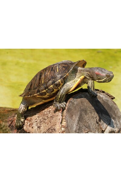 media Tablou canvas Animal19, 75 x 50 cm