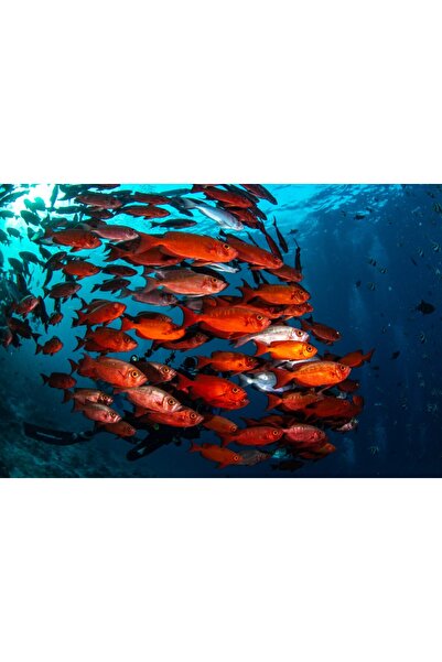 media Tablou canvas Animal30, 105 x 70 cm