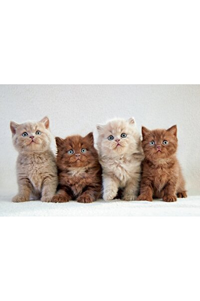 media Tablou canvas Pisica 4, 60 x 40 cm