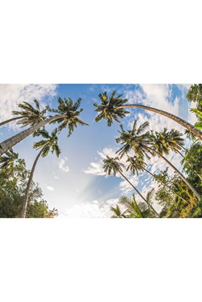 media Tablou canvas Palmier1, 60 x 40 cm