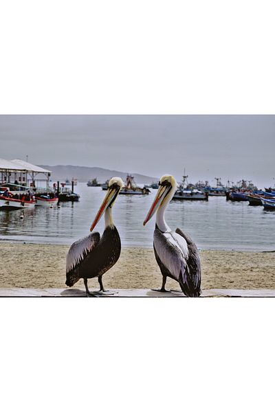 media Canvas painting Birds22, 90 x 60 cm