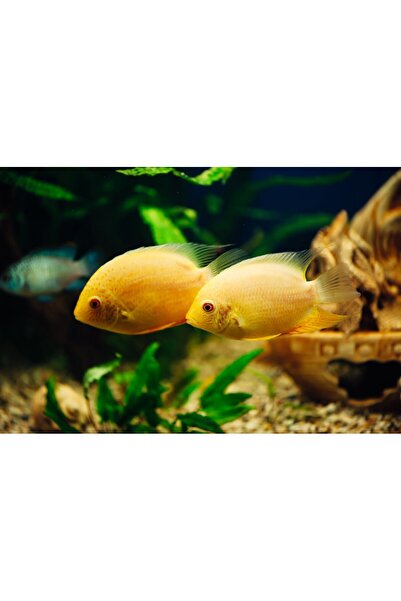 media Tablou canvas Animal21, 105 x 70 cm