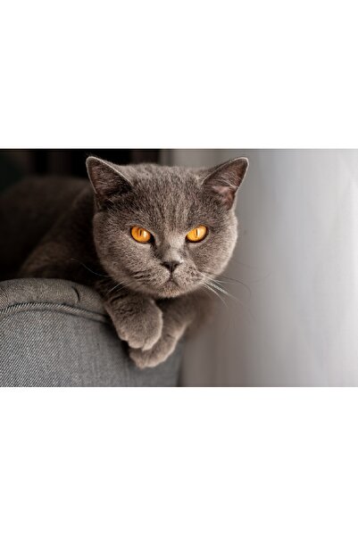 media Tablou canvas Pisici10, 60 x 40 cm