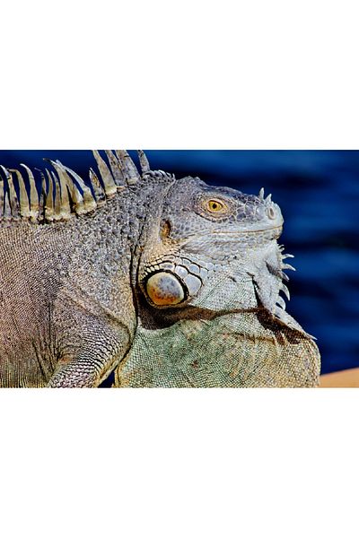 media Canvas painting Iguana 2, 60 x 40 cm