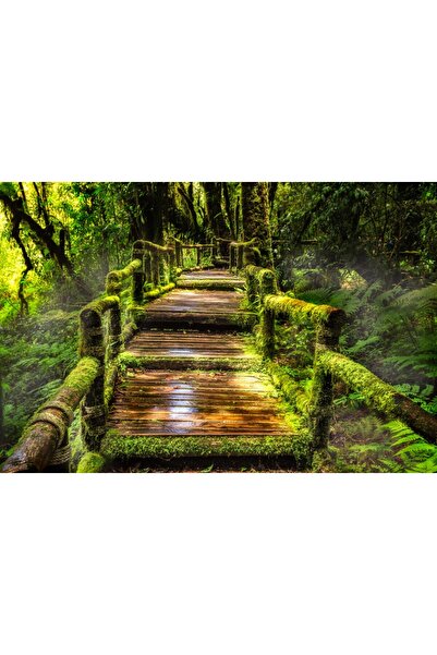 media Tablou canvas Padure pluviala, scari acoperite cu muschi, 60 x 40 cm