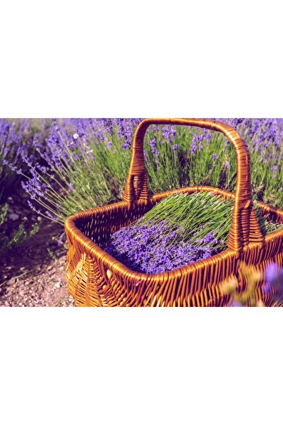 media Tablou canvas Flori137, 45 x 30 cm