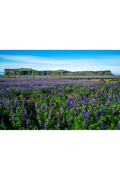 media Tablou canvas Natura118, 45 x 30 cm