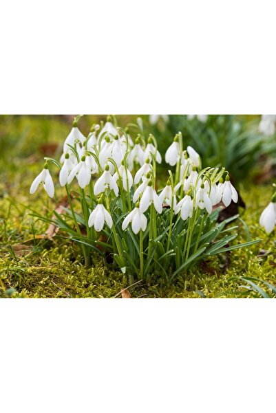 media Tablou canvas Flori165, 45 x 30 cm