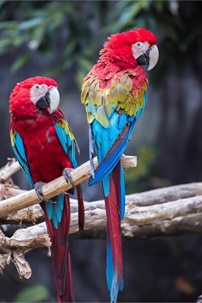 media Tablou canvas Pasari9, 70 x 105 cm