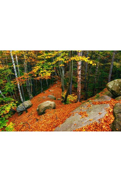 media Tablou canvas Padure20, 75 x 50 cm