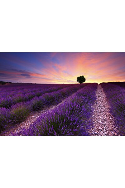 media Tablou canvas Camp lavanda, copac, apus de soare, 75 x 50 cm