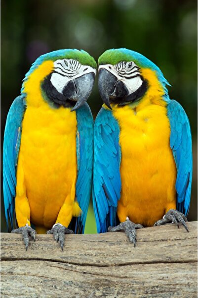 media Tablou canvas Pasari10, 50 x 75 cm