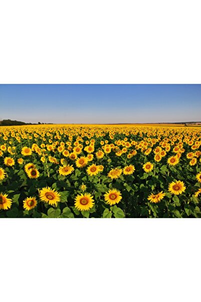 media Tablou canvas Flori128, 60 x 40 cm