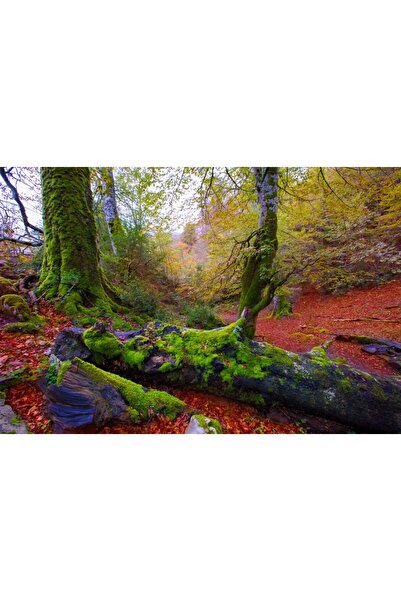 media Tablou canvas Padure33, 45 x 30 cm