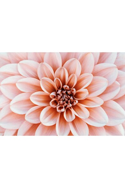 media Tablou canvas Flori38, 45 x 30 cm